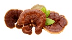 reishi for dogs